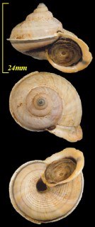 トゥレアルヤマタマキビ Tropidophora macarae small