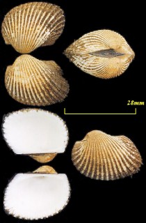 ディルビーサルボウ Anadara diluvii small