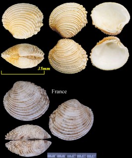 カブトノシコロ Venus verrucosa small