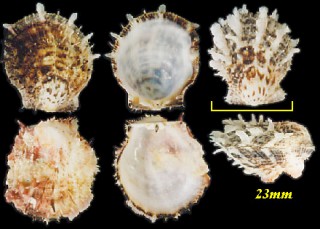 カバトゲウミギク Spondylus butleri small