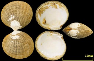 イサオマルフミ Venericardia isaotakii small