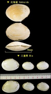 ケショウシラトリ 化粧白鳥 Macoma calcarea small