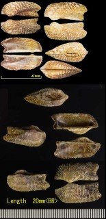 ノアノハコ Arca noae small