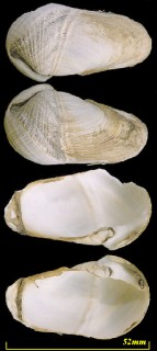 カモメガイ 鴎貝 Penitella kamakurensis small