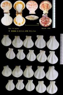 キンチャクガイ 巾着貝 Decatopecten striatus small