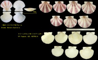 オオヒヨク Annachlamys flabellata small
