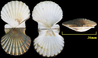 タンベツイタヤ Chlamys tumbezensis small