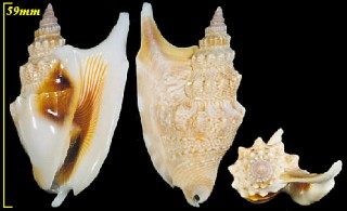 ウラスジマイノソデ Strombus vomer vomer small