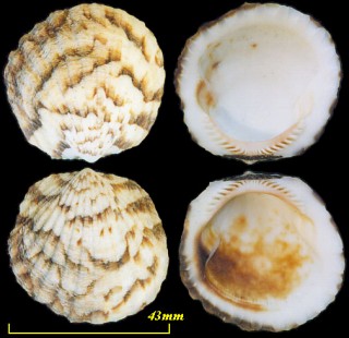 ナナメタマキガイ Glycymeris striatularis small