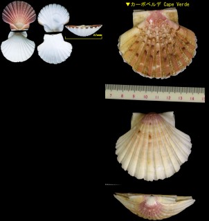 ケッペルホタテ Pecten keppelianus small