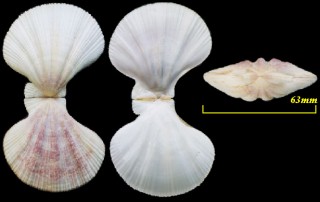ミナミキンチャクニシキ Mesopeplum convexum small