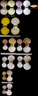 セイヨウイタヤ Aequipecten opercularis small