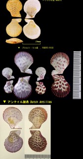 ブラジルニシキ Chlamys ornata small