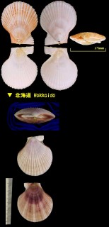 トバニシキ Chlamys islandica hindsi small