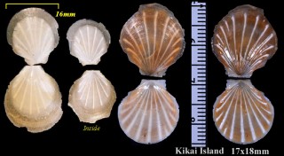 ハナヤカツキヒガイ Propeamussium jeffreysi small