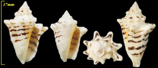 ハチマキソデガイ Strombus fasciatus small