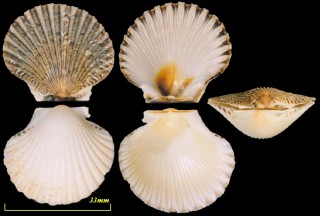 ウラジロヒヨク Argopecten inaequivalvis small