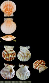 ツヅレキンチャク Bractechlamys vexillum small