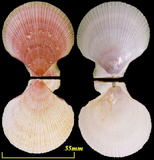 モモイロニシキ Chlamys rubida small