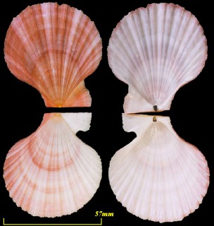 イラクサニシキ 苛草錦 Chlamys hastata hericia small