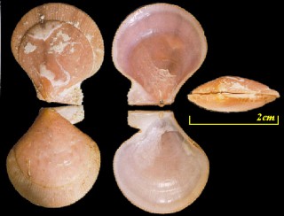 モヨウナデシコ Palliolum tigerinum small