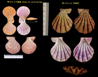 ネコノテニシキ Manupecten pesfelis small