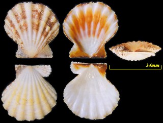 コブキンチャク Decatopecten noduliferus small