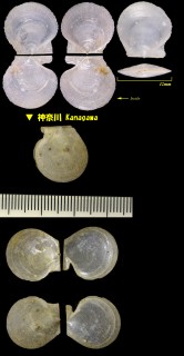 ハリナデシコ 玻璃撫子 Delectopecten vitreus macrocheiricola small