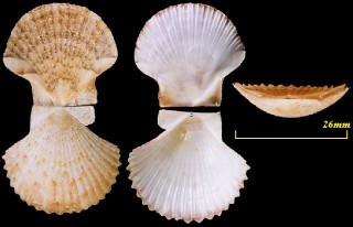 ペルーイタヤ Pecten perulus small