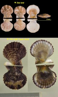フルトンニシキ Volachlamys fultoni small