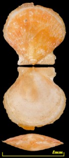 モトリニシキ 悖り錦 Propeamussium intuscostatum small