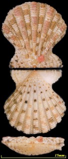 オオチヒロガイ 大千尋貝 Excellichlamys histrionica small