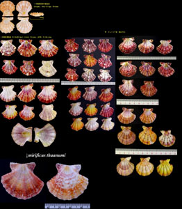 タエニシキ Mirapecten mirifica small