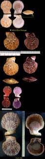 フランスニシキ Chlamys varia small