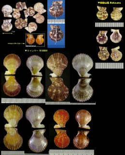 ヒナノヒオウギ Chlamys asperulata small