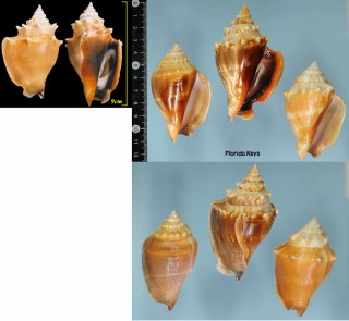 フロリダソデボラ Strombus alatus small