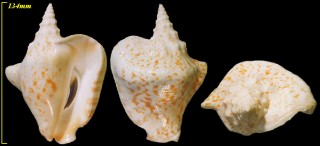 アツソデ Strombus thersites small