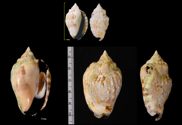 オハグロイボソデ Strombus pipus small