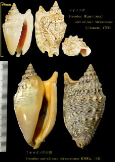 マイノソデ Strombus aurisdianae aurisdianae small