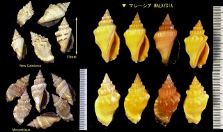 チリメンムカシタモト Strombus erythrinus small