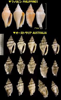オハグロモドキ Canarium urceus ustulatus small