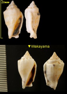 ヤサガタムカシタモト Strombus microurceus small