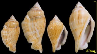 ホンネジマガキ Gibberulus gibberulus small