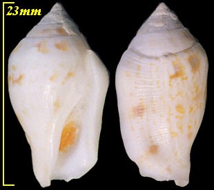 シロムカシタモト Strombus maculatus small