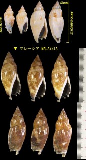 ミツユビガイ Strombus dentatus small
