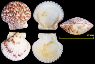 カシュウイタヤ Argopecten circularis small