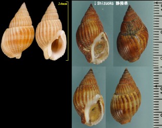 ハナムシロ Nassarius castus small