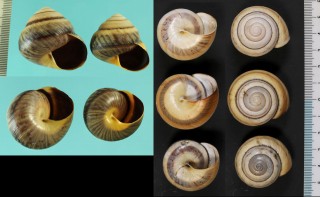 ニセニモニジカケマイマイ (仮称) Asperitas pseudonemorensis small