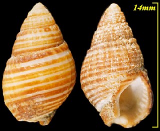 チリのムシロガイ類 Nassarius gayi small