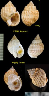 アラレガイ Nassarius variegata small